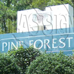 Pine Forest